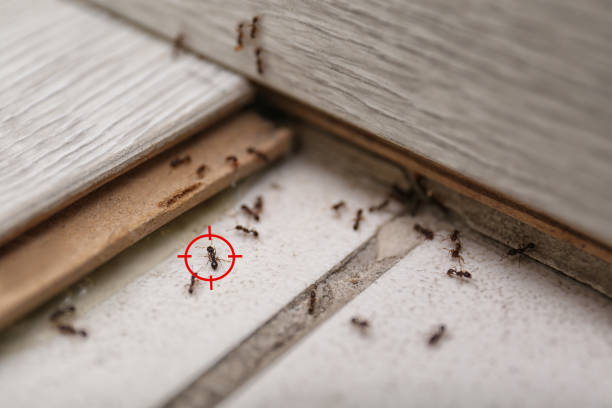Best Affordable Pest Control Services  in Leslie, MI