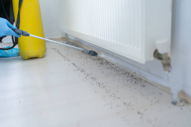 Best Wasp Removal Services  in Leslie, MI